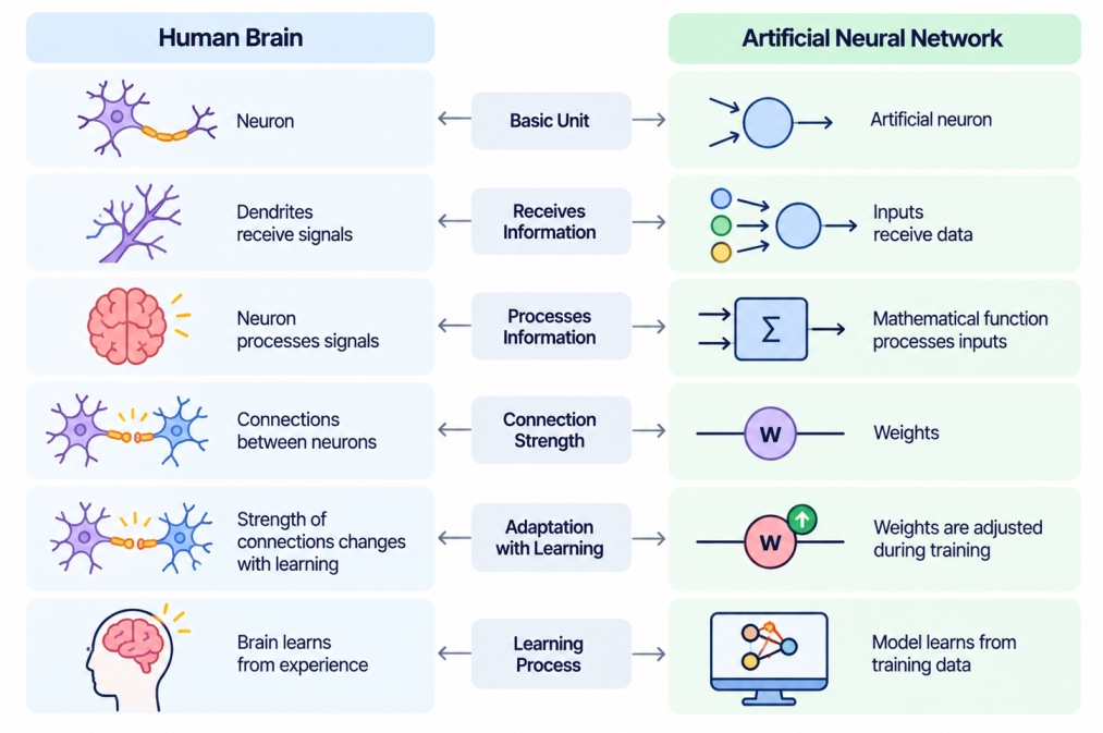 Human brain vs artificial neural network showing similarities in neurons, information processing, connection strength, learning, and adaptation.